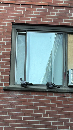 Feral Pigeon
