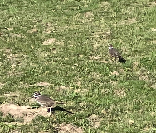 Killdeer