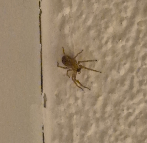 Mediterranean Spiny False Wolf Spider