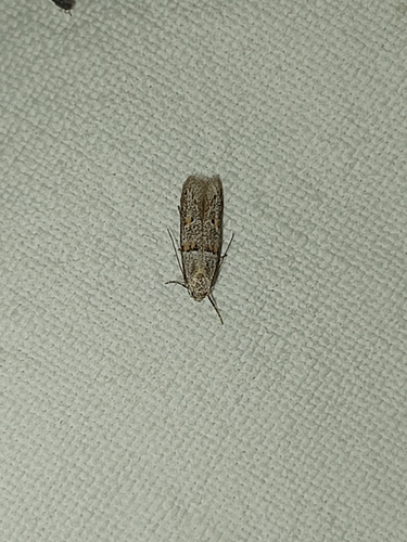 Symmocoides oxybiella