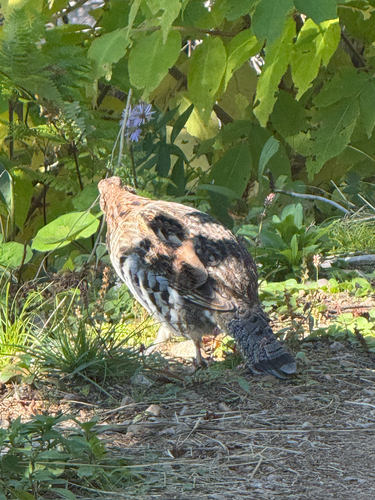 Ruffed Grouse