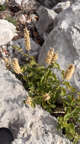 Teucrium arduini