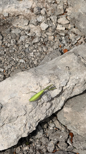 European Mantis