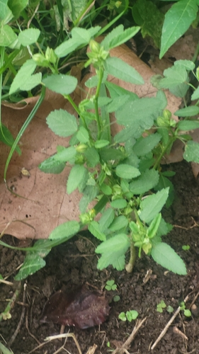 Sida spinosa, photograph 2