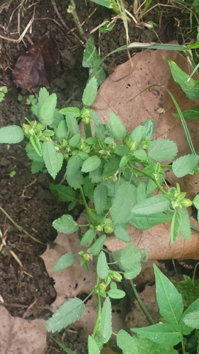 Sida spinosa, photograph 3