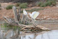 Cacatua sanguinea gymnopis