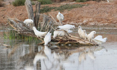 Cacatua sanguinea gymnopis