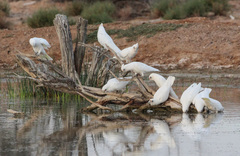 Cacatua sanguinea gymnopis