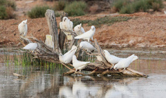 Cacatua sanguinea gymnopis