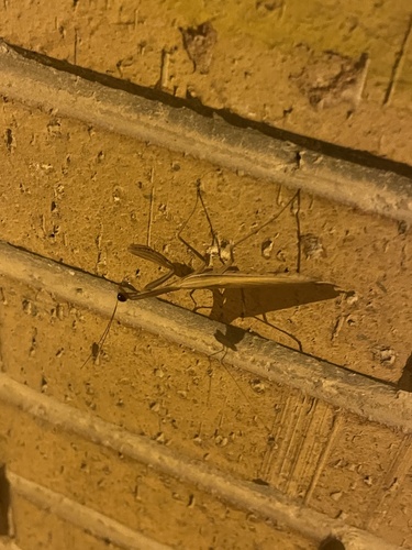 European Mantis