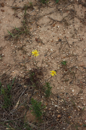 Ursinia anthemoides, photograph 5