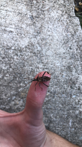 Western Conifer Seed Bug
