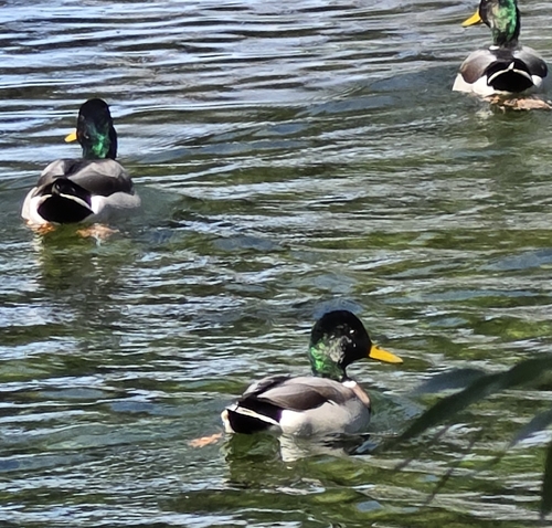 Mallard