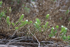 Oftia africana