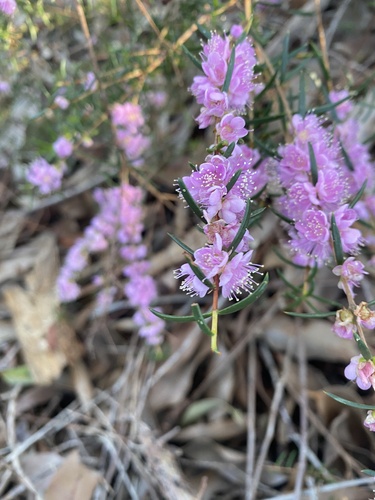 Hypocalymma robustum, photograph 1