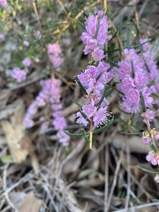 Hypocalymma robustum