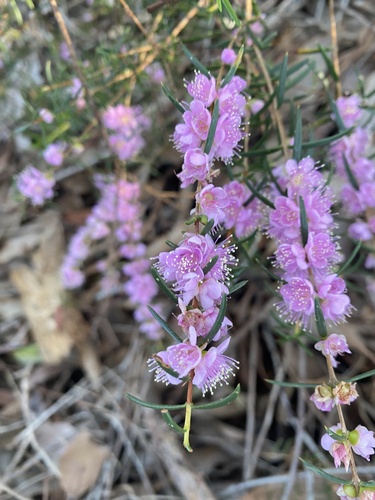 Hypocalymma robustum, photograph 2