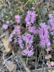 (c) Enrica Longo, some rights reserved (CC BY) Hypocalymma robustum, photograph (c) Enrica Longo, some rights reserved (CC BY)