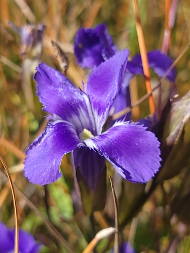 Gentianopsis thermalis observed 2026-09-24