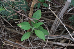 Solanum mauritianum