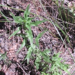 Parietaria pensylvanica