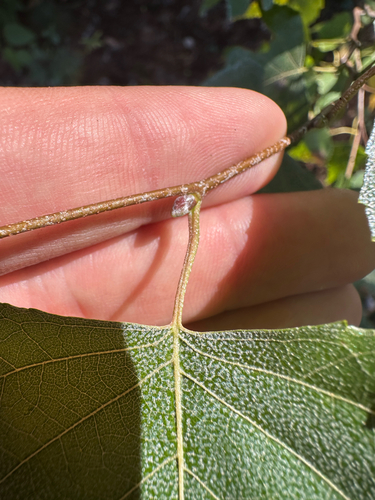 Betula populifolia, photograph 4
