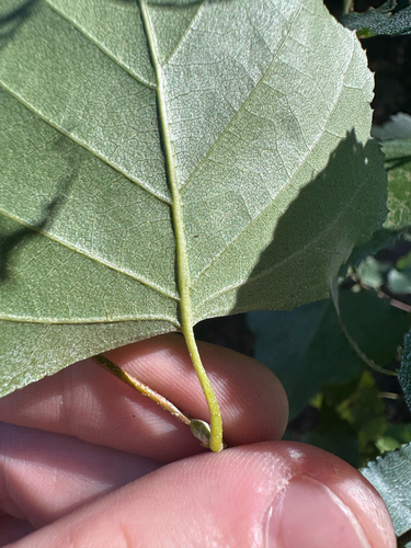Betula populifolia, photograph 6