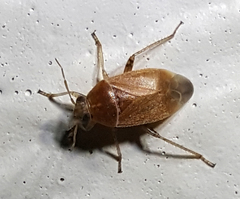 Agnocoris