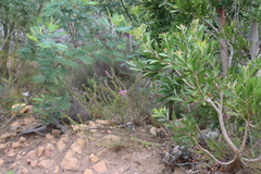 Muraltia heisteria, photograph (c) Tony Rebelo, some rights reserved (CC BY-SA)