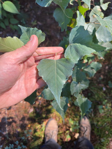 Betula populifolia, photograph 2