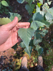author not stated, no rights reserved Betula populifolia, photograph author not stated, no rights reserved