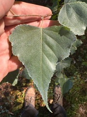 author not stated, no rights reserved Betula populifolia, photograph author not stated, no rights reserved