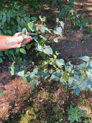 author not stated, no rights reserved Betula populifolia, photograph author not stated, no rights reserved