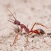 Bull Ants - Photo (c) Reiner Richter, some rights reserved (CC BY-NC-SA)