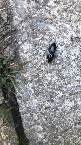 Big-headed Ground Beetle