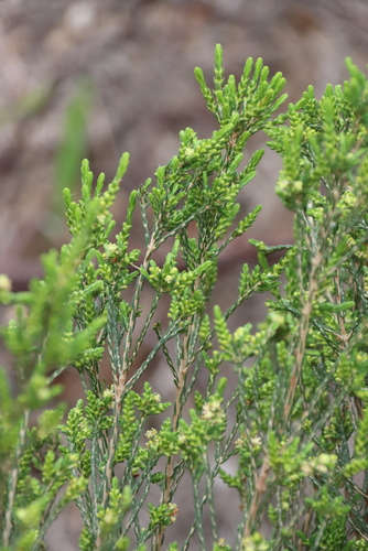 Passerina corymbosa