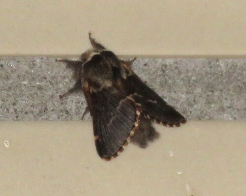 December Moth