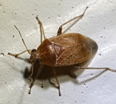 Agnocoris