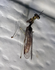 Leptomantispa pulchella