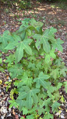 American sweetgum