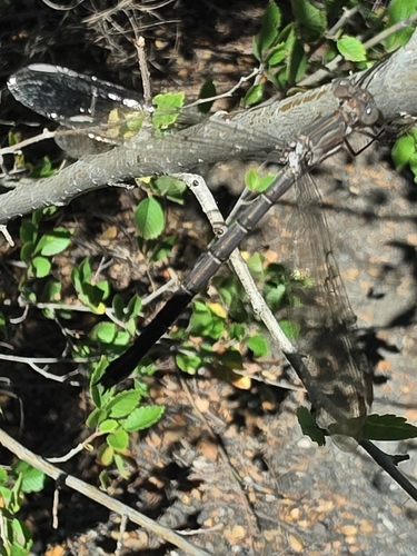 California Spreadwing