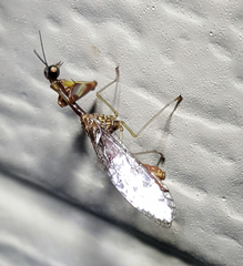 Leptomantispa pulchella