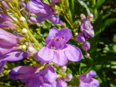 Penstemon venustus