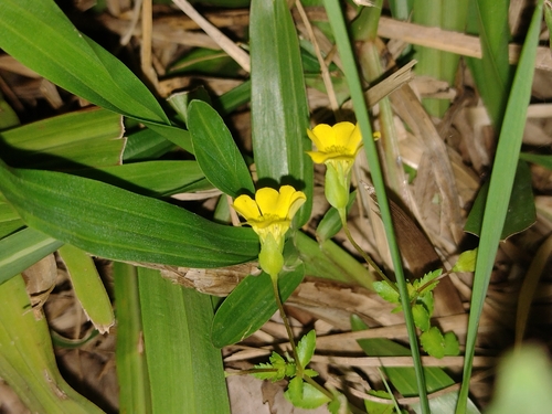 Mecardonia procumbens, photograph 2