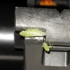 Xerophloea majesta