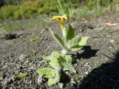 Erythranthe moschata, photograph author not stated, no rights reserved