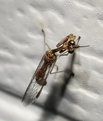 Leptomantispa pulchella