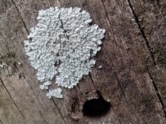 Fungi