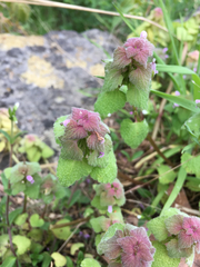 Lamium purpureum purpureum