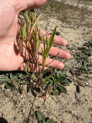 Crotalaria sagittalis, photograph author not stated, no rights reserved